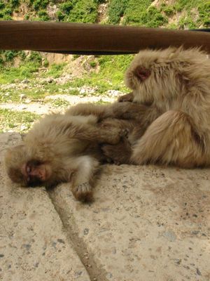 地獄谷野猿公苑　　Snow　Monkey　Park