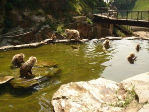 地獄谷野猿公苑　　Snow　Monkey　Park