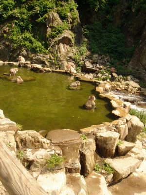 地獄谷野猿公苑　　Snow　Monkey　Park