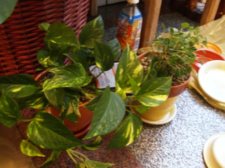 鉢の植替えで植物イキイキ～
