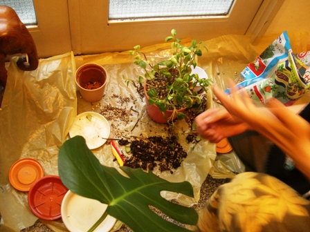 鉢の植替えで植物イキイキ～