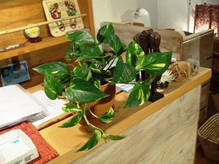 鉢の植替えで植物イキイキ～