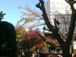 もうすぐ紅葉も終わりますね。