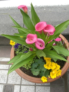 商店街の花植え