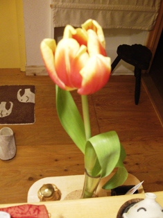 春の花