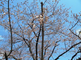 西光寺の桜は２分咲き