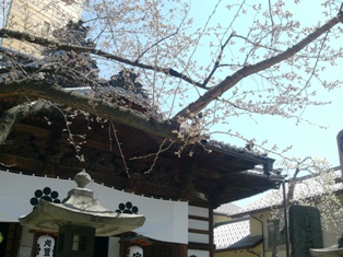 西光寺の桜は２分咲き