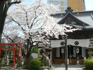 桜満開。お店から花見