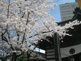桜満開。お店から花見