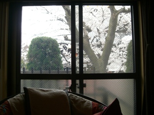 桜満開。お店から花見