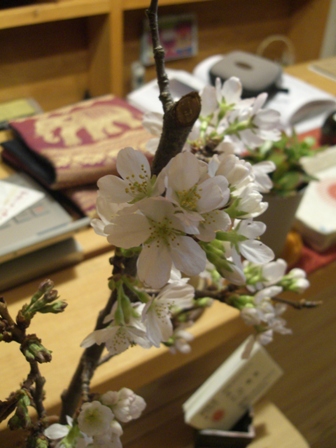 お店の桜咲いています。