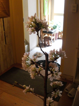 お店の桜咲いています。