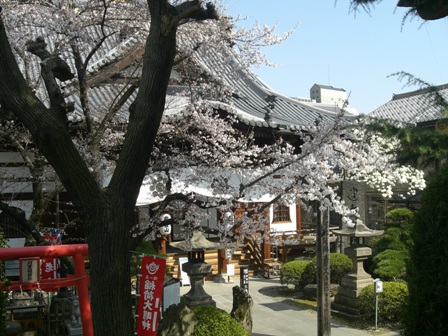 長野・桜開花宣言