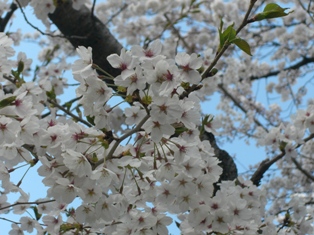 桜満開です！