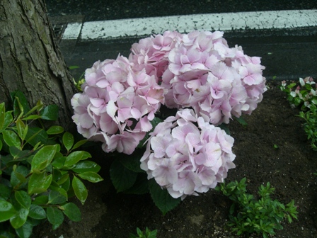 商店街発～アジサイの花～