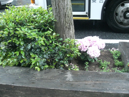 商店街発～アジサイの花～