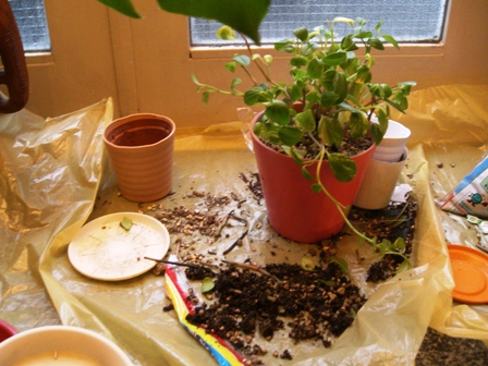鉢の植替えで植物イキイキ～