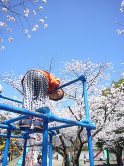 桜とかきあげ