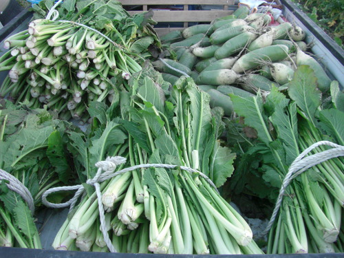 野沢菜を漬けました。