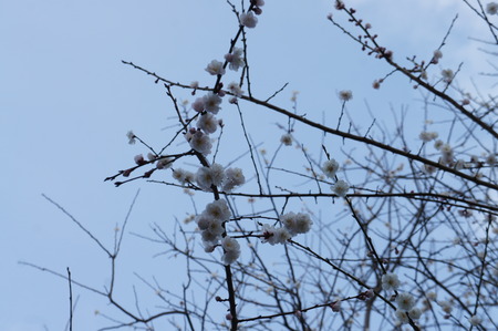 梅は咲いたっ！