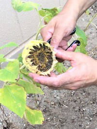 ひまわりの収穫　～平和の種プロジェクト
