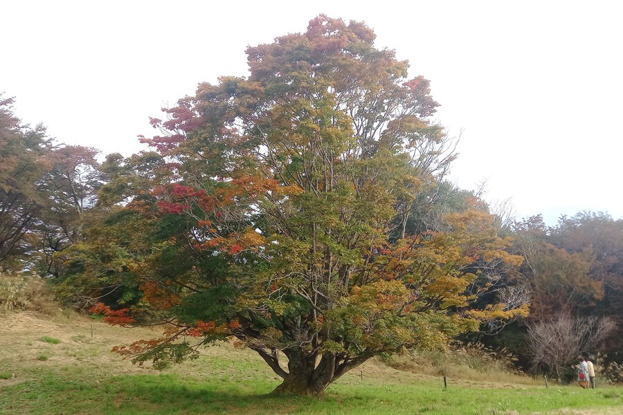 【2024池田町紅葉情報】七色大カエデ10月18日（金）