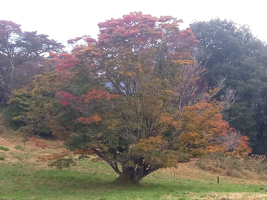 【2024池田町紅葉情報】七色大カエデ10月23日（水）