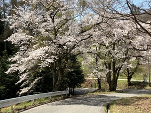 池田町の桜情報