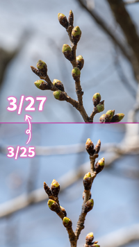 桜開花情報　３月２７日(木)