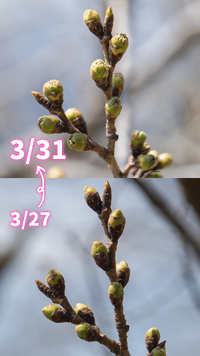 桜開花情報　３月３１日(月)