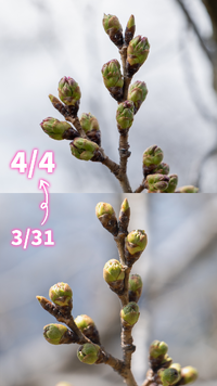 桜開花情報　４月４日(金)