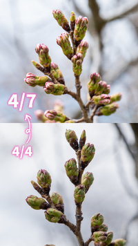 桜開花情報　４月７日(月)