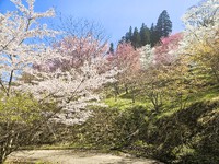 桜開花情報　４月２１日(月)
