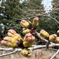 桜開花情報　４月３日(木)
