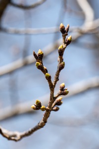 桜開花情報　３月２５日(火)