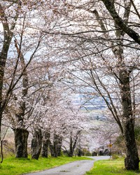 桜開花情報　４月１１日(金)