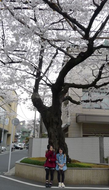東京は桜満開でした！
