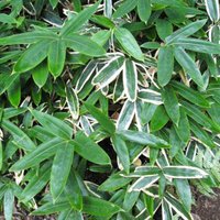 【答えの発表♪】菌とウイルスの違い