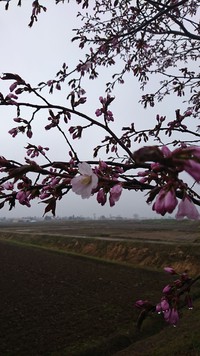 ヤット咲いた桜も可愛そう。