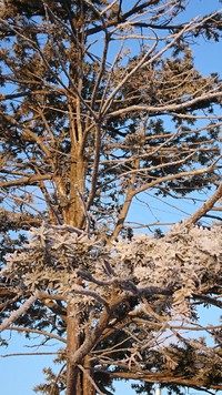今年一番の寒さで花が・・・