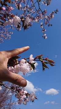 リーベと一緒にお花見散歩。