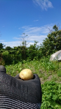 晴天続きの実家地方は。