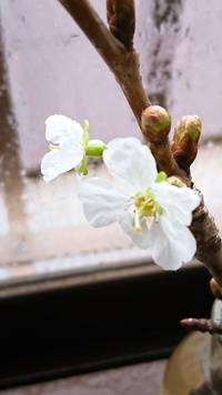 冬に逆戻りの天気が