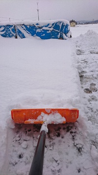 一昨日までの雨と暖かさで雪も無くなりリセットされました。