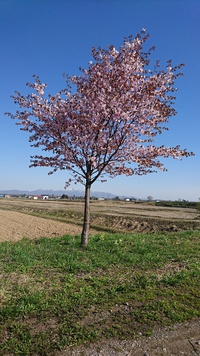 こどもの日に自分事ですが。