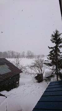 春の雪。