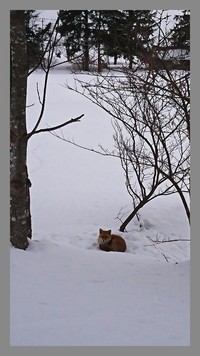日向ぼっこ？