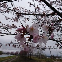 令和元年に咲き出しました。