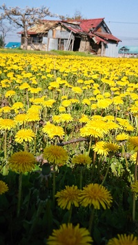 綿帽子になったら・・・