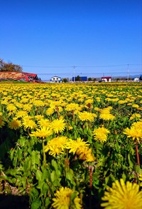 菜の花畑も綺麗だけど…‥